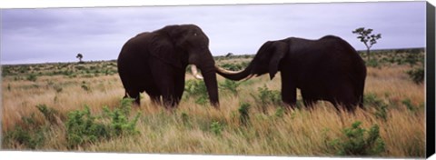 Framed Two African elephants (Loxodonta Africana) socialize on the savannah plains, Kruger National Park, South Africa Print