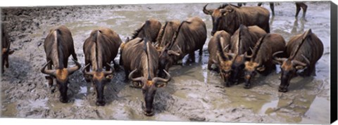 Framed Herd of Blue wildebeests (Connochaetes taurinus) at a waterhole, Mkuze Game Reserve, Kwazulu-Natal, South Africa Print