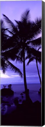 Framed Palm trees on the coast, Colombia (purple) Print