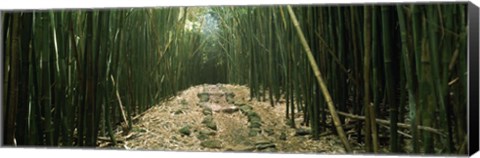 Framed Bamboo Forest, Hana Coast, Maui, Hawaii Print