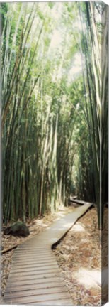 Framed Trail in a bamboo forest, Hana Coast, Maui, Hawaii, USA Print