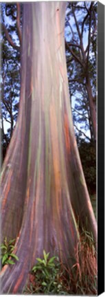 Framed Rainbow eucalyptus (Eucalyptus deglupta) tree, Hana Highway, Maui, Hawaii, USA Print