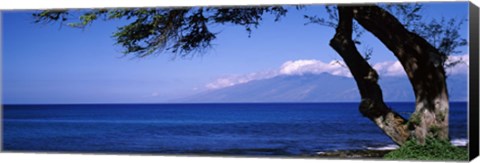 Framed Tree at a coast, Kapalua, Molokai, Maui, Hawaii, USA Print