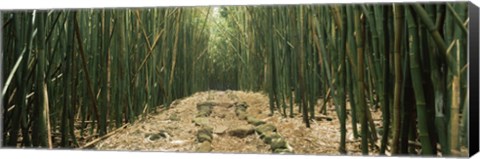 Framed Path with stones surrounded by Bamboo, Oheo Gulch, Seven Sacred Pools, Hana, Maui, Hawaii, USA Print