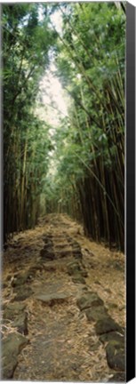 Framed Opening to the sky in a Bamboo forest, Oheo Gulch, Seven Sacred Pools, Hana, Maui, Hawaii, USA Print