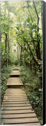 Framed Stepped path surronded by Bamboo shoots, Oheo Gulch, Seven Sacred Pools, Hana, Maui, Hawaii, USA Print