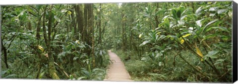 Framed Young bamboo with path, Oheo Gulch, Seven Sacred Pools, Hana, Maui, Hawaii, USA Print