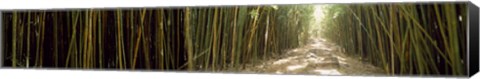 Framed Sun shining through a bamboo forest, Oheo Gulch, Seven Sacred Pools, Hana, Maui, Hawaii, USA Print