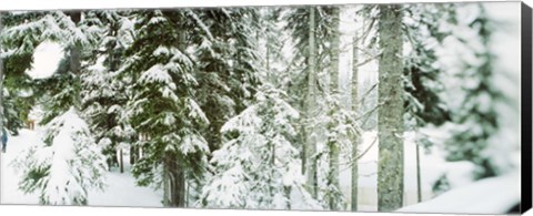 Framed Snow covered evergreen trees at Stevens Pass, Washington State Print