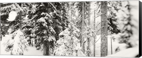 Framed Snow covered evergreen trees at Stevens Pass, Washington State (black and white) Print