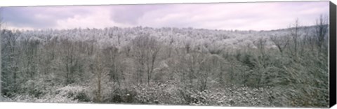 Framed Snow covered forest, Kentucky, USA Print