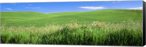 Framed Rolling green hill, Palouse, Whitman County, Washington State, USA Print