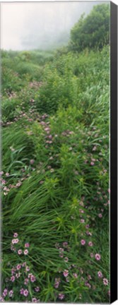 Framed Crown Vetch flowers, Herrington Manor State Park, Maryland, USA Print