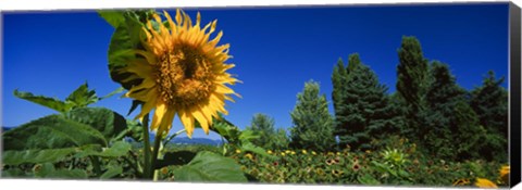 Framed Close up of a sunflower in a field, Hood River, Oregon Print