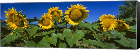 Framed Panache Starburst sunflowers in a field, Hood River, Oregon Print