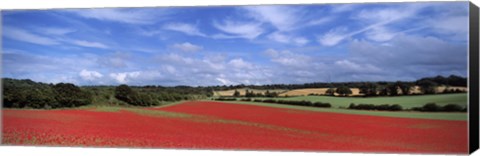 Framed Poppy field in bloom, Worcestershire, West Midlands, England Print