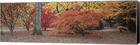 Framed Fall trees and leaves, Gloucestershire, England Print