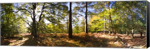 Framed Trees in autumn at sunset, New Forest, Hampshire, England Print