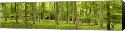 Framed Spring in Thetford Forest, Norfolk, England Print