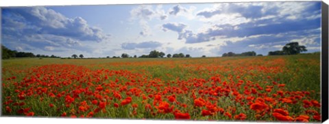 Framed Close Up of Red Poppies in a field, Norfolk, England Print