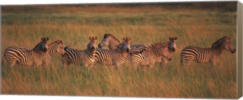 Framed Burchell&#39;s zebras (Equus quagga burchellii) in a forest, Masai Mara National Reserve, Kenya Print