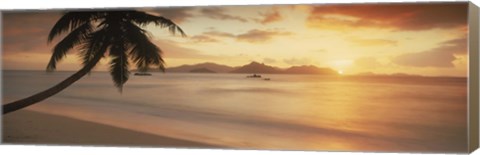 Framed Silhouette of a palm tree on the beach at sunset, La Digue Island, Praslin Island, Seychelles Print