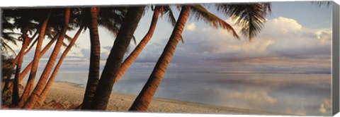 Framed Palm trees on the beach at sunset, Rarotonga, Cook Islands Print