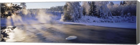 Framed Snow covered laden trees, Dal River, Sweden Print