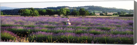 Framed Woman walking with basket through a field of lavender in Provence, France Print