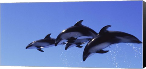 Framed Four Bottle-nosed dolphins (Tursiops truncatus) in flight Print