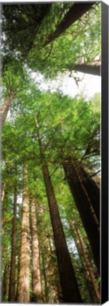 Framed Coast Redwood (Sequoia sempivirens) trees in a forest, California, USA Print