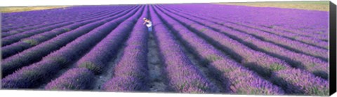 Framed Fields of lavender, Provence-Alpes-Cote d&#39;Azur, France Print
