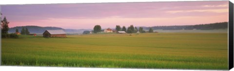 Framed Barn and wheat field across farmlands at dawn, Finland Print