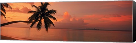 Framed Silhouette of palm tree on the beach at sunrise, Fihalhohi Island, Maldives Print