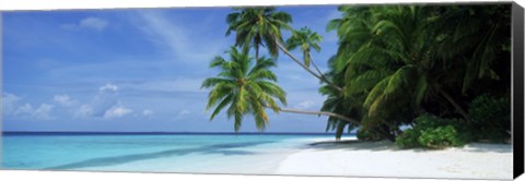 Framed Palm trees on the beach, Fihalhohi Island, Maldives Print