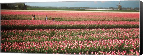 Framed Mother and daughters in field of red tulips, Alkmaar, Netherlands Print