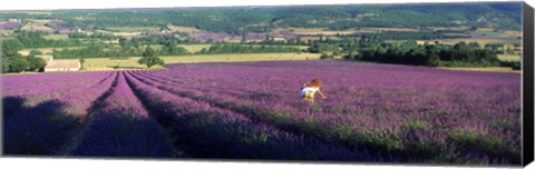 Framed Woman walking through fields of lavender, Provence-Alpes-Cote d&#39;Azur, France Print