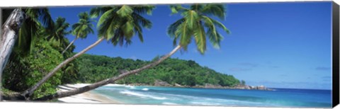 Framed Palm trees on the beach, Anse Severe, La Digue Island, Seychelles Print