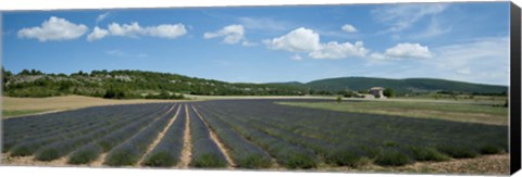 Framed Lavender fields near D701, Simiane-La-Rotonde, Alpes-de-Haute-Provence, Provence-Alpes-Cote d&#39;Azur, France Print