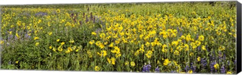 Framed Wildflowers in a field, Crested Butte, Gunnison County, Colorado, USA Print