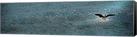 Framed Bird taking off over water Print