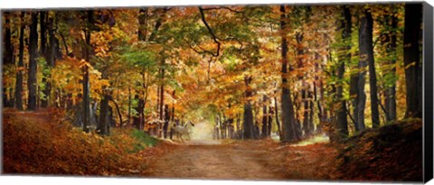 Framed Horse running across road in fall colors Print