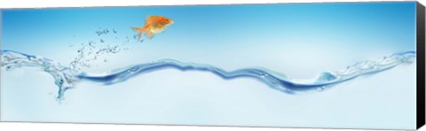 Framed Goldfish jumping out of water Print