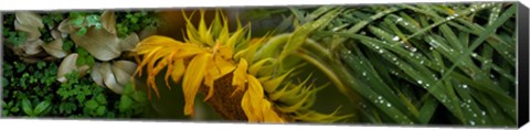 Framed Close-up of leaves with yellow flower Print