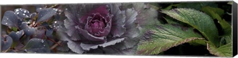 Framed Close-up of leaves and ornamental cabbage with water droplets Print