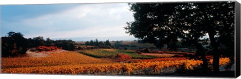 Framed Autum in the Vineyards, Provence-Alpes-Cote d&#39;Azur, France Print