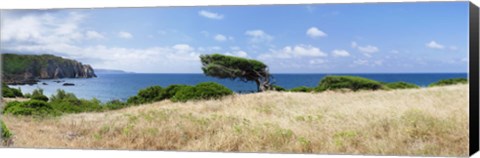 Framed Bended trees on the bay, Bay Of Buggerru, Iglesiente, Sardinia, Italy Print