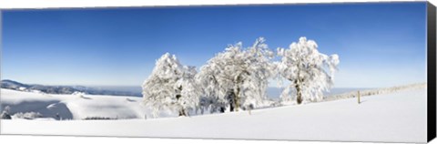 Framed Snow covered trees, Schauinsland, Black Forest, Baden-Wurttemberg, Germany Print