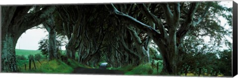 Framed Trees at the Dark Hedges, Armoy, County Antrim, Northern Ireland Print