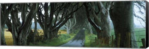 Framed Road at the Dark Hedges, Armoy, County Antrim, Northern Ireland Print